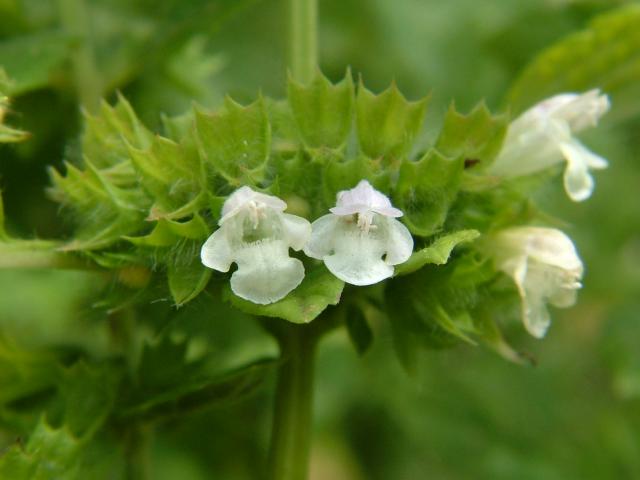 White mint with inflorescences
