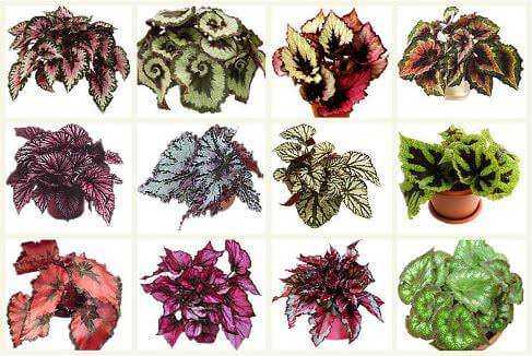 Begonias Rex, кралски сортове, както и снимката на техните хибриди