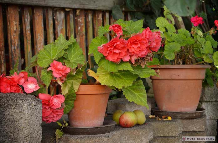 Potted begonias