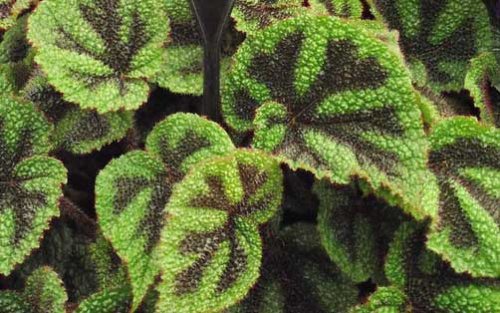 Begonias: arter och sorter, foton och beskrivning av sorter