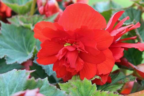 Begonias: species and varieties, classification by groups