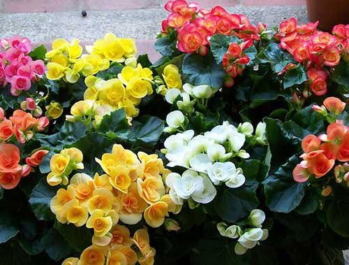 Begonias: species and varieties, classification by groups