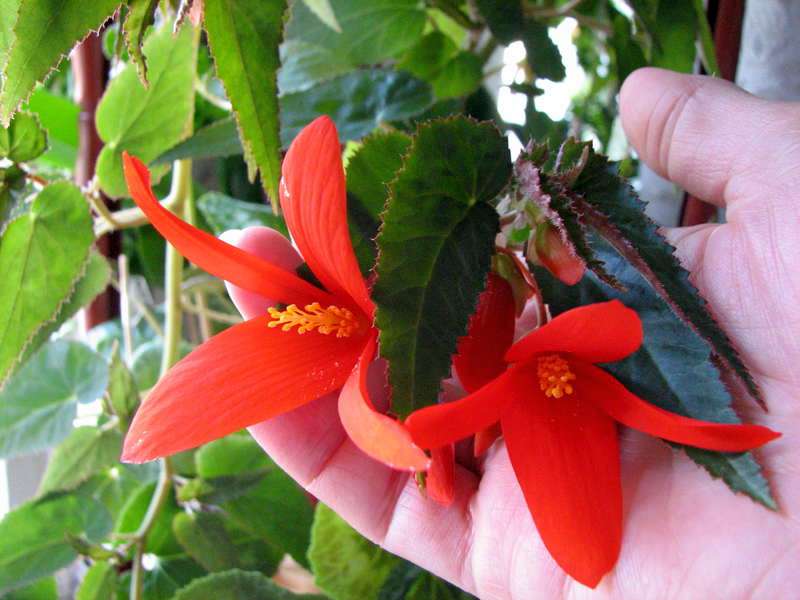 Begonia boliviană