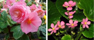 Begonia elatior: photo, soins, reproduction, greffe