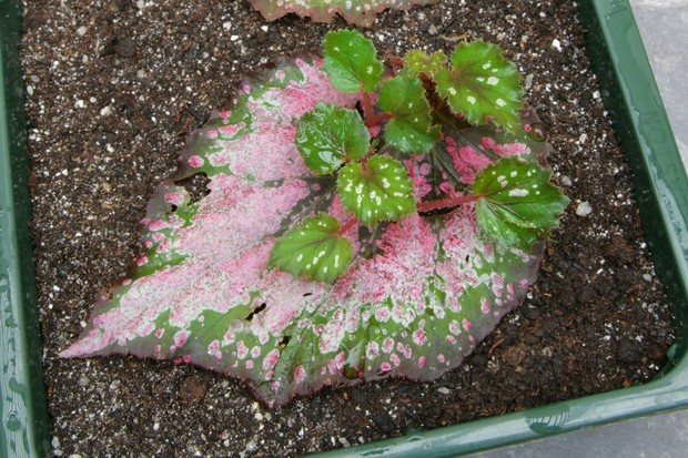tuberous begonia