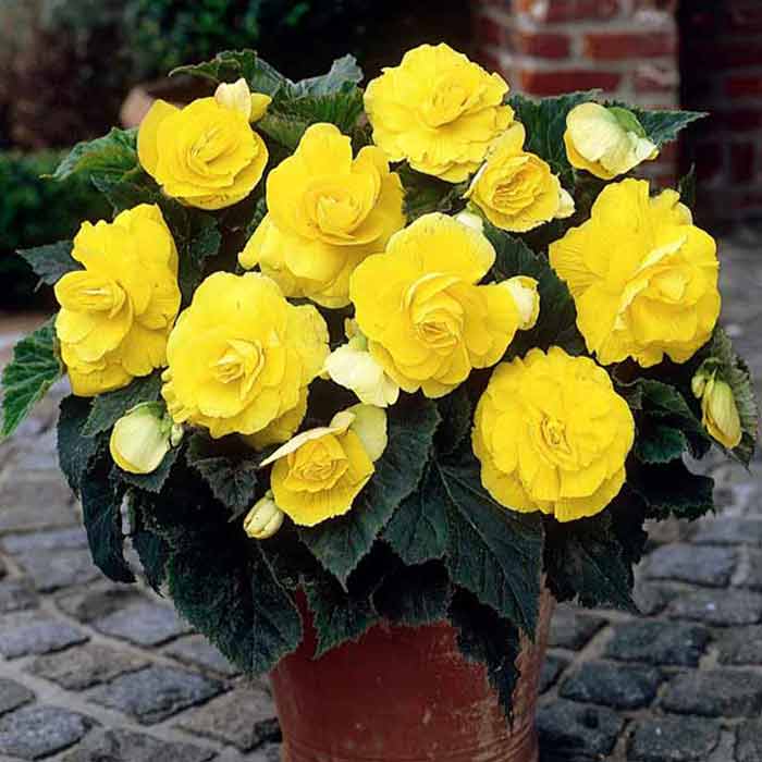 Begonia benefits and harms