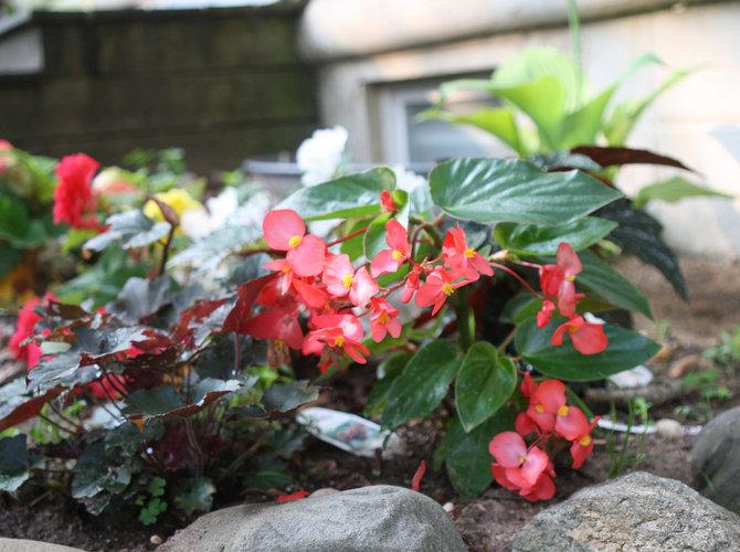 begonia in a flower bed
