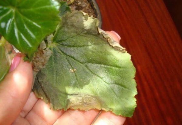 Begonia leaves turn yellow what to do