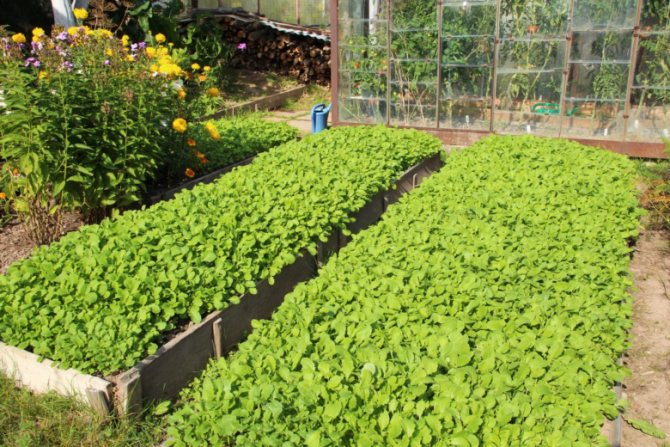 White mustard. Excellent green manure before planting tomatoes