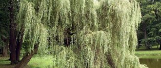 Willow putih