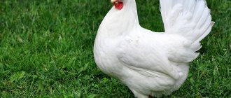 Легхорн Бяла кокошка