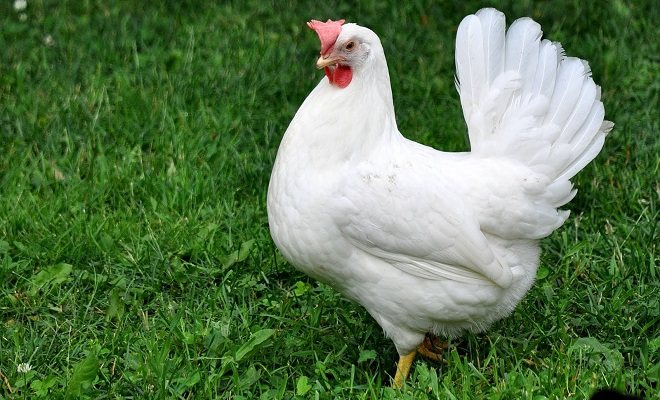 Легхорн Бяла кокошка
