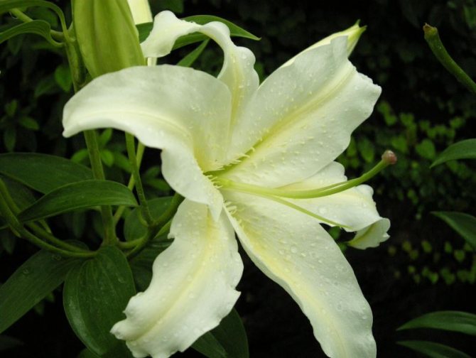 White lily close up
