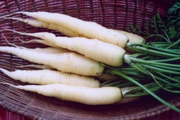 Можете ли да ядете бели моркови?