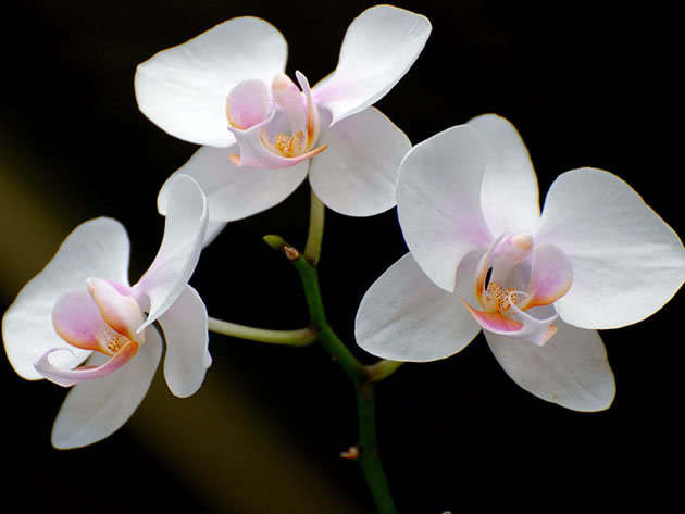 Bílá orchidej Phalaenopsis
