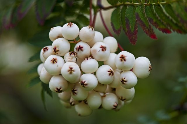 Rowan putih: foto, perihalan varieti