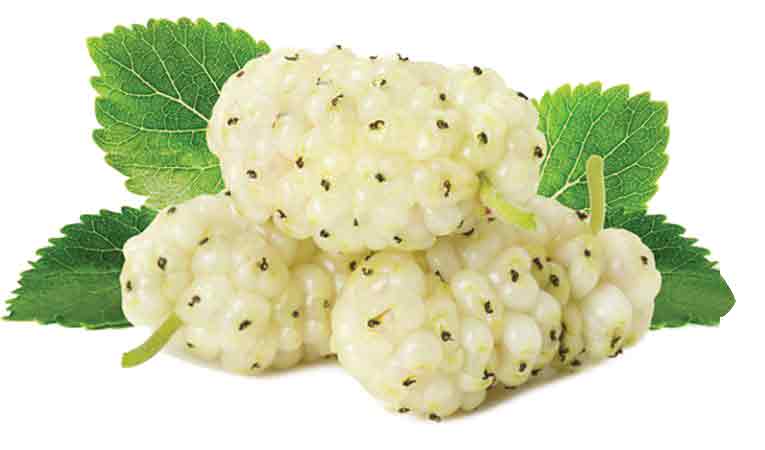 White mulberry.