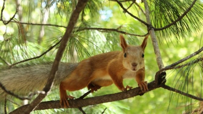 Squirrel on a pine tree