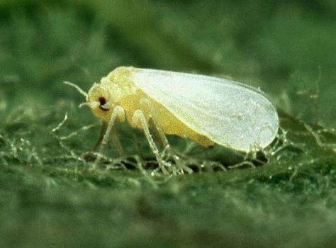whitefly fighting her