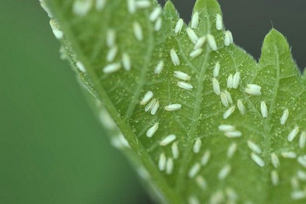 Whitefly: how to deal with a pest?