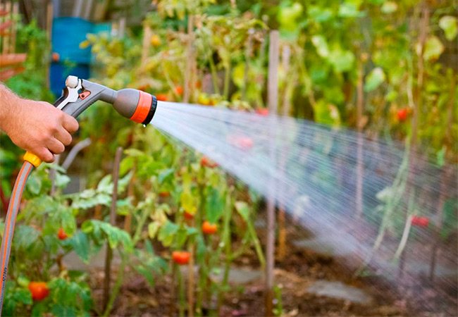 Whitefly: hur man kan bli av med växthus och inomhusblommor