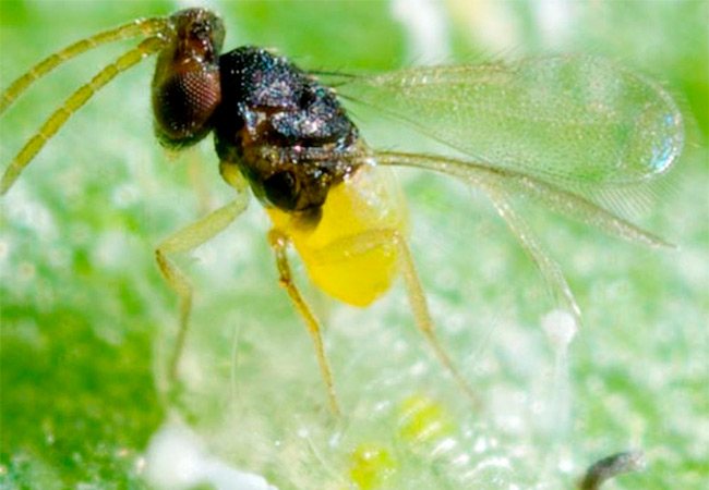 Бяла муха: как да се отървете от оранжерията и стайните цветя