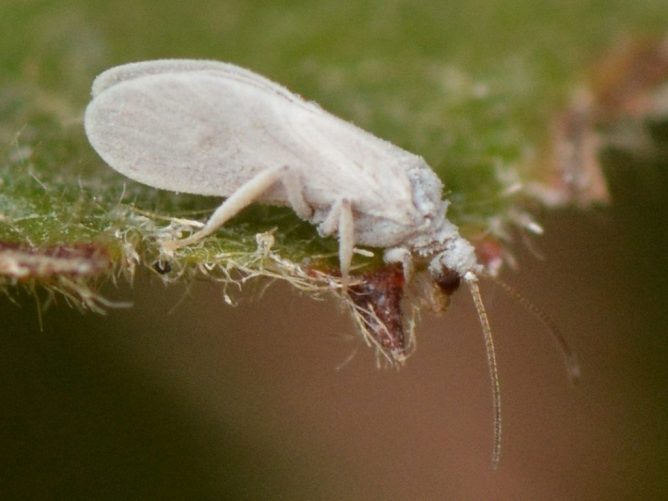Whitefly on cabbage