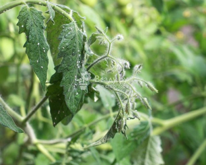 Whitefly na rajčatech, zelí, okurkách - metody boje proti parazitům