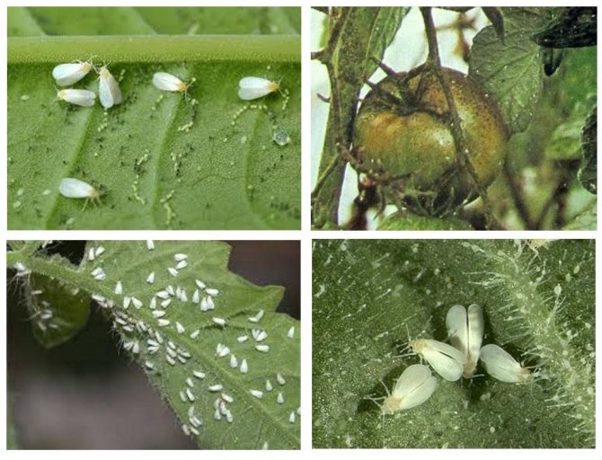 Whitefly on tomatoes