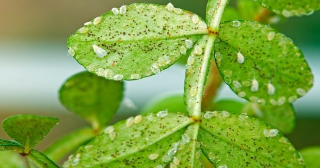 Whitefly outdoors - how to get rid of the pest once and for all?