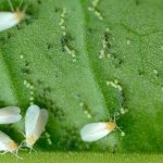 Бяла муха в оранжерия, как да се отървете - най-добрите методи за контрол и профилактика