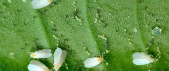 Бяла муха в оранжерия, как да се отървете - най-добрите методи за контрол и профилактика
