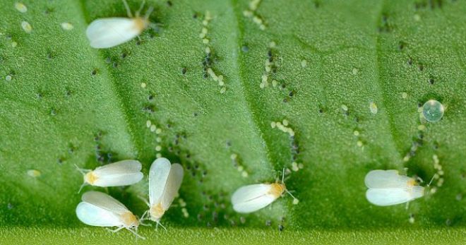 Whitefly in a greenhouse, how to get rid of - the best methods of control and prevention