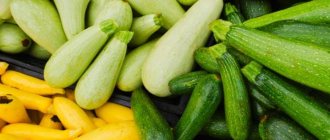 Mga puting prutas na courgettes, berde at dilaw na zucchini