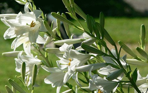 бели лилии