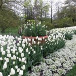 نباتات معمرة بيضاء اللون لحديقة زهور مشرقة: صور وأسماء