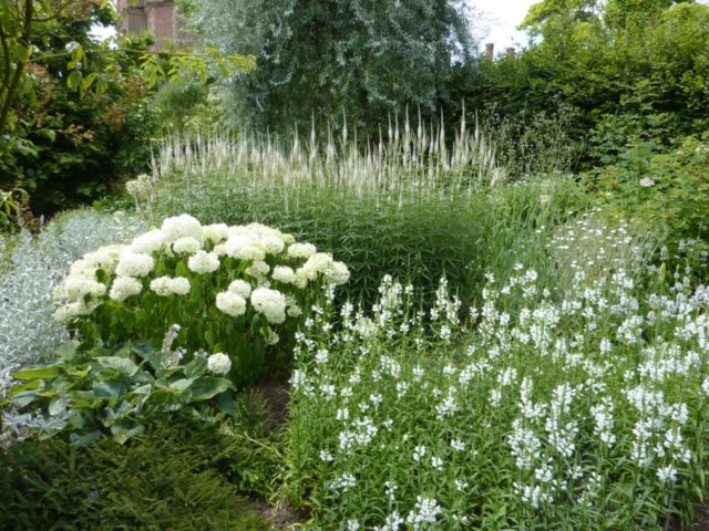 Snow-white perennials for a shining flower garden: photos and names