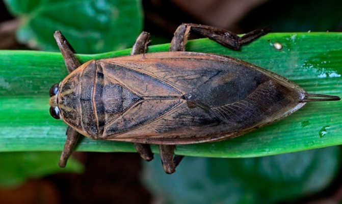 Belostoma - higanteng bug ng tubig