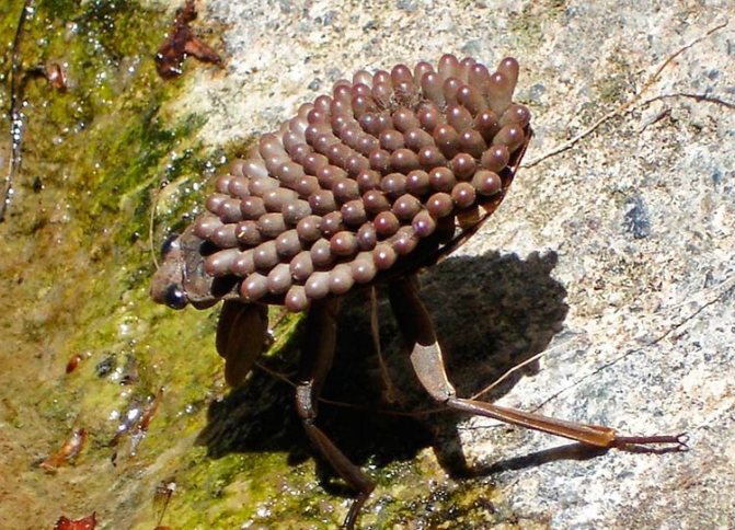 Belostoma - حشرة بالبيض على ظهرها