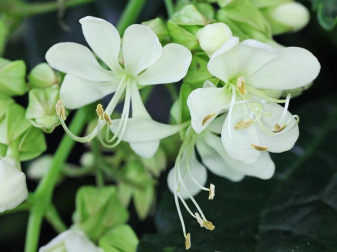 زهور clerodendrum البيضاء