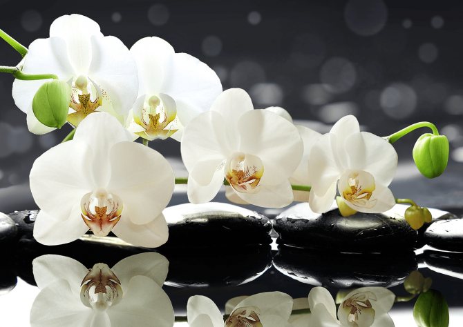 weiße Blumen - ein Symbol der Liebe
