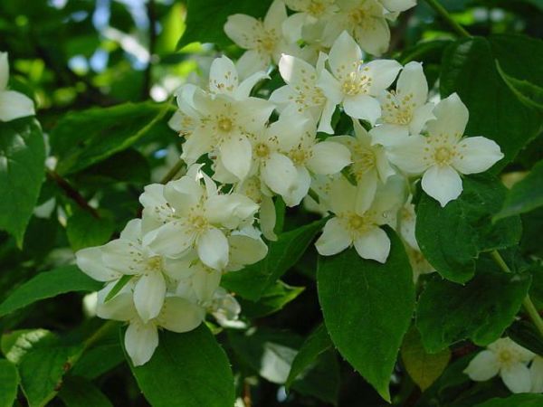 Bílé jasmínové květy