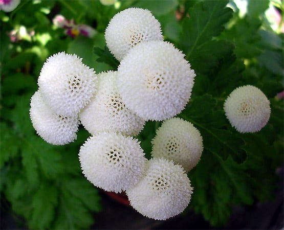 Бели цветя