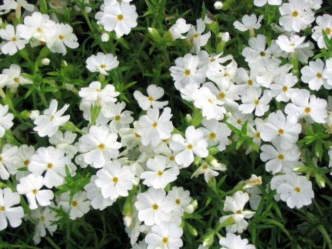 White phlox after dew
