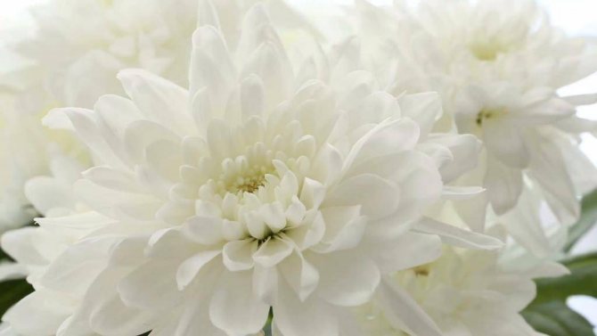 White chrysanthemums: larawan, kahulugan at simbolismo