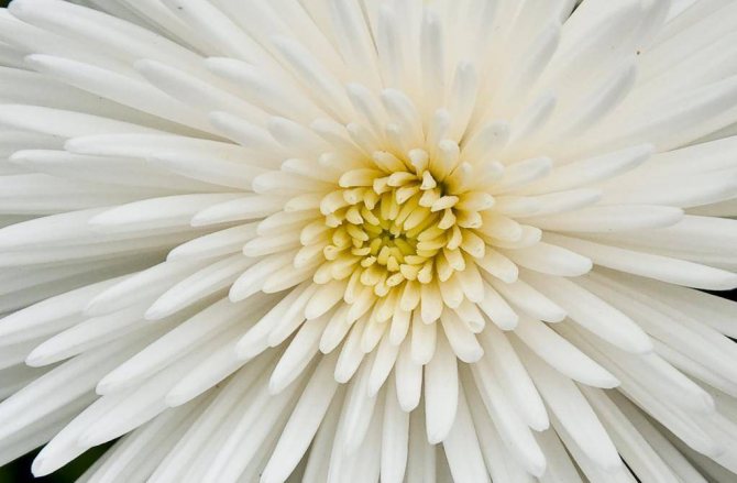 White chrysanthemums: larawan, kahulugan at simbolismo