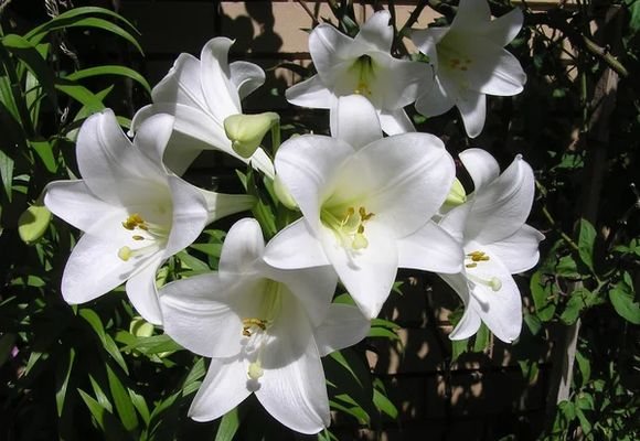бели лилии