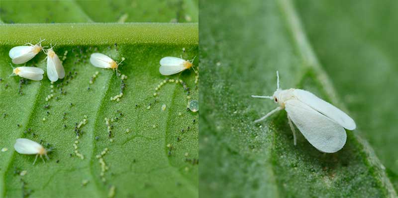 White midges sa mga bulaklak - whiteflies, scale insekto