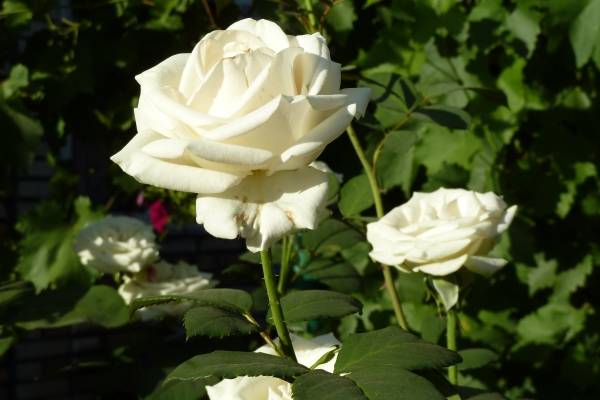 Vita rosor är en symbol för obearbetad renhet och oskuldsintegritet