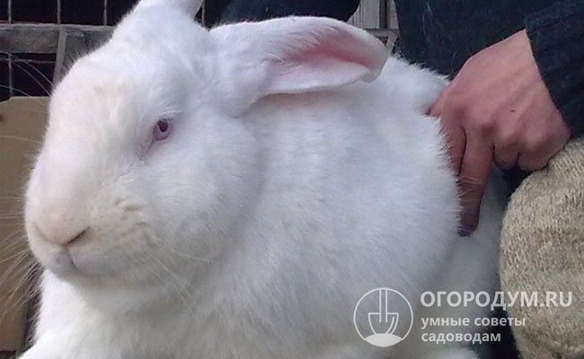 White giants are included in the State Register of the Russian Federation as a meat-skin breed suitable for breeding throughout the country